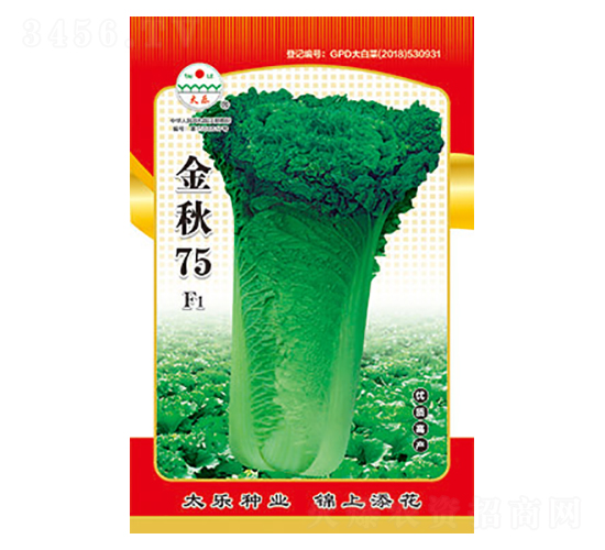 白菜種子-金秋75-太樂種業
