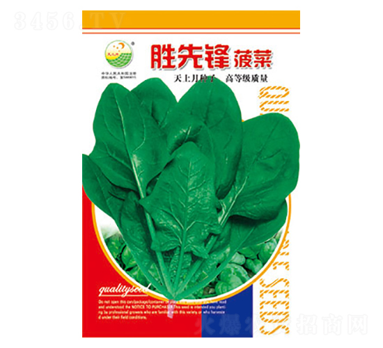 菠菜種子-勝先鋒-太樂種業