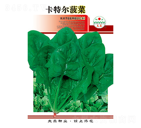 菠菜種子-卡特爾菠菜-太樂種業
