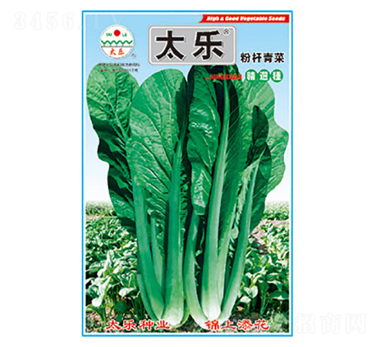 青菜種子-粉桿青菜-太樂種業