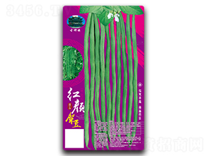紅顏架豆-鑫源種業
