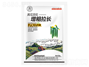 黃瓜頂花增粗拉長-佰億農生物