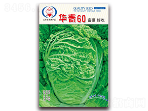 華青60-大白菜種子-華良種業(yè)