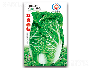 華良春抗-大白菜種子-華良種業