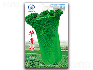 華青55-大白菜種子-華良種業