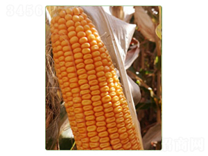 A829-׷N-ANI
