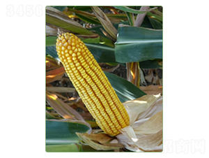 KWS1553-׷N-ANI