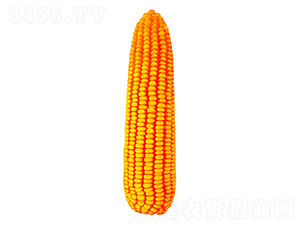 F669-׷N-FзNI