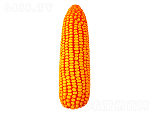 F818-׷N-FзNI