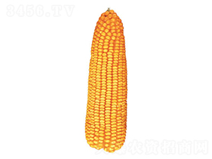 F120-׷N-FзNI