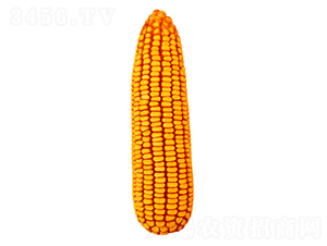 F58-׷N-FзNI