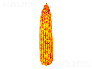 F56-׷N-FзNI