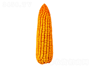 F55-׷N-FзNI