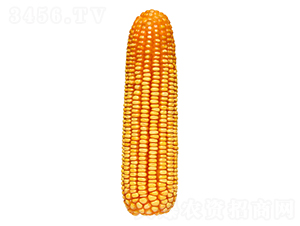 F39-׷N-FзNI