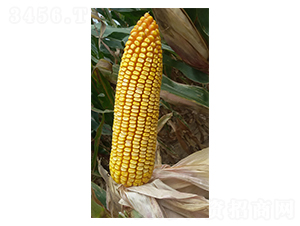 F31̖-׷N-FзNI