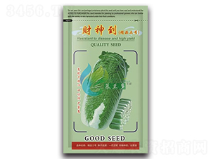 財神到-白菜種子-慕蘭多