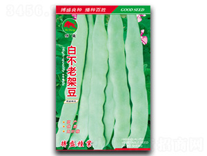 白不老架豆-架豆種子-搏盛種業