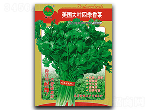 美國大葉香菜-香菜種子-搏盛種業