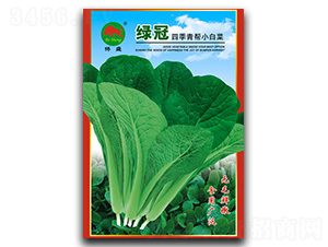 綠冠四季青幫-小白菜種子-搏盛種業