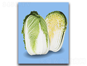 越錦-大白菜種子-農播王