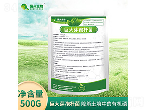 巨大芽孢桿菌-強興生物