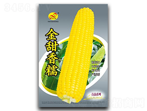 金甜香糯-糯玉米種子-昊晟種業