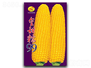 金甜糯99-糯玉米種子-昊晟種業