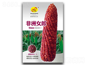 非洲女郎-糯玉米種子-昊晟種業