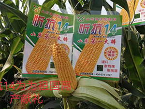 忻抗14-玉米種子-信源種業