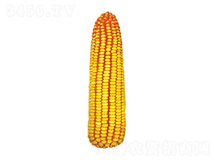 N718-׷N-NǷNI