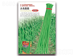 大名鼎鼎-豇豆種子-華農種業