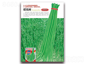 搖錢樹-豇豆種子-華農種業