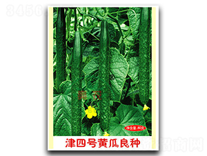 津四號黃瓜良種-黃瓜種子-亮農