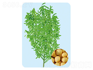 遼豆68-大豆種子-大豐種業