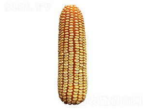 S612-׷N-ԣSNI