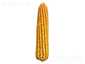 S811-׷N-ԣSNI