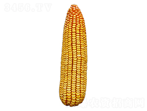 S615-׷N-ԣSNI