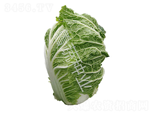 牛牌25號-白菜種子-魯蔬種業