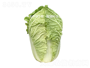 牛早秋1號-白菜種子-魯蔬種業