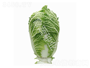 牛早秋5號-白菜種子-魯蔬種業