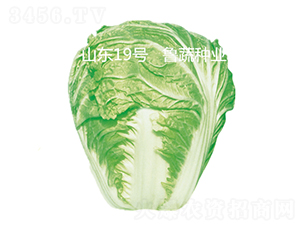 山東19號-白菜種子-魯蔬種業