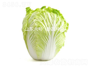 山東六號(hào)-白菜種子-魯蔬種業(yè)