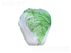 山東四號-白菜種子-魯蔬種業