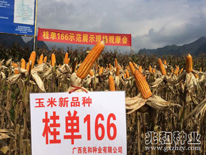 桂單166-玉米種子-兆和種業