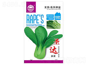 東升圣達油菜-油菜種子-東升種業