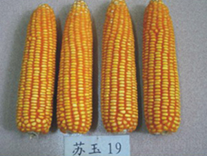 蘇玉19號-玉米種子-中禾種業
