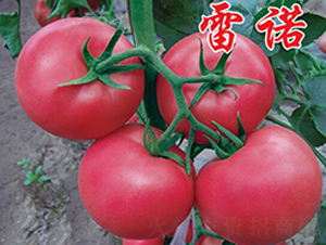 雷諾-秋延番茄種子-農人農業