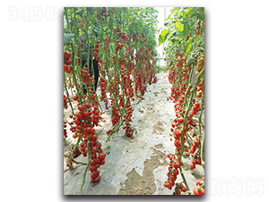 çç è²´å¦ƒF1-ç•ªèŒ„ç¨®å­-è¾²äººè¾²æ¥­