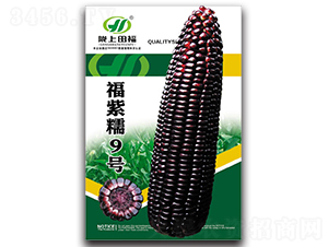 福紫糯9號-玉米種子-田福農業