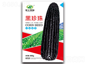 黑珍珠-玉米種子-田福農業